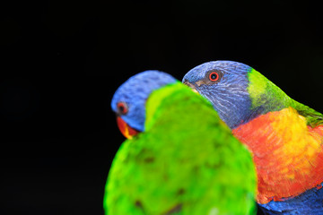 Family of wild rainbow lorikeets feeding with black background in portrait style image and lots of detail