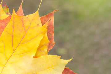 Multi-colored maple leaves close-up. Blurred background, copy space