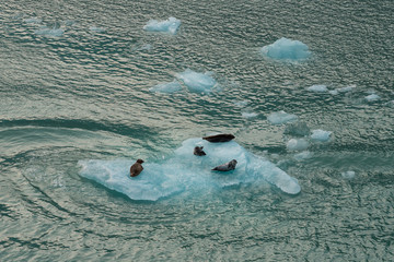 Seals lie on a drifting ice floe in the ocean © makedonski2015