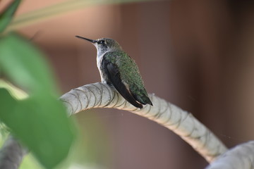 Baby Humingbird