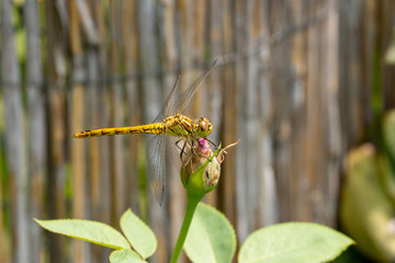 Macro of the juvenile vagrant darter (Sympetrum vulgatum) - yellow dragonfly sitting on a rose