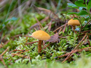 picture with autumn mushroom close up, blurry foreground