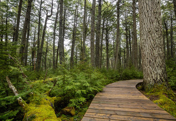 The Forest of Kejimkujik National Park in Nova Scotia Canada