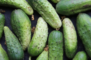 Fresh ripe cucumbers lie on the table, rural market