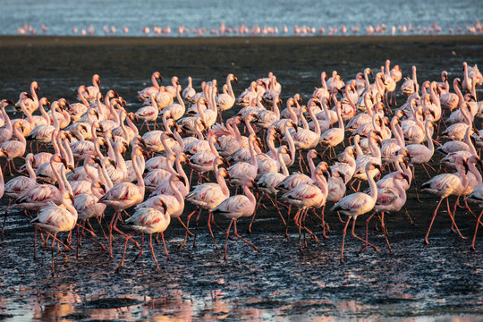  Flock of magnificent flamingos