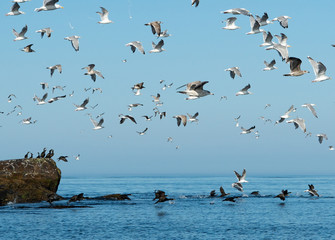 see birds