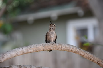 Hummingbird 