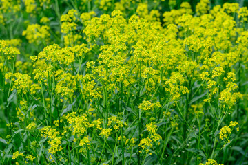 Obraz premium Yellow flowers of rapeseed in a garden in a summer day