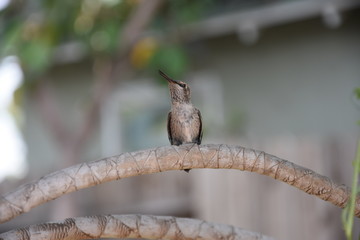 Hummingbird 