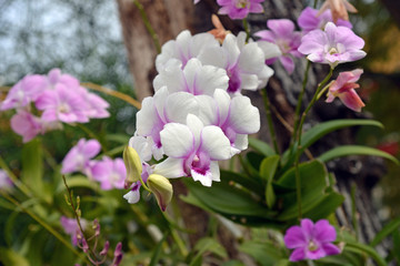 Orchid Phalaenopsis flowers