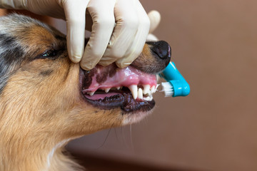 A vet in a medical gloves is brushing dog's teeth. Toothbrush dressed on a finger. We can see white dog teeth. 