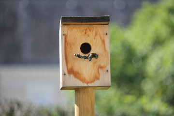 Small wooden birdhouse