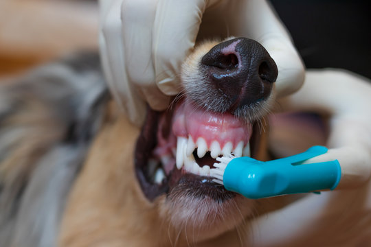 A vet in a medical gloves is brushing dog's teeth. Toothbrush dressed on a finger. We can see white dog teeth. 