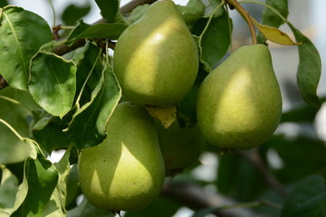 pears