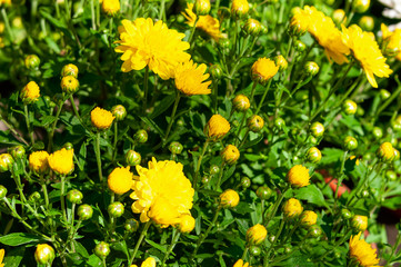 Obraz premium Yellow chrysanthemum blossoms in the garden in the fall.