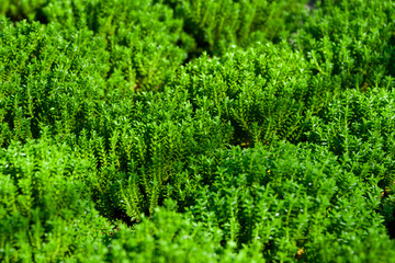 Hebe evergreen shrub in the garden.