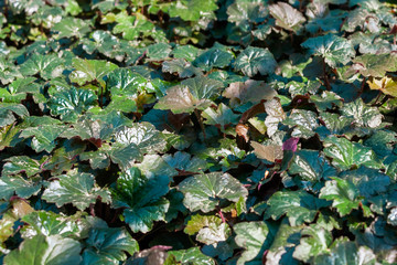 Heichera plant (Heuchera) grows in the garden.