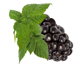 Blackberry with green leaf  isolated on white background with clipping path