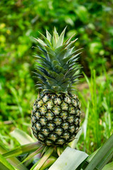 Fruit on organically grown pineapple plant of MG3 variety. Super sweet, juicy and delicious fruit. Pineapple aids in stomach digestion and helps prevent cancer. Selective focus. Portrait orientation.