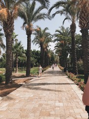 palm tree alley