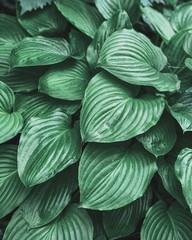 green leaves background
