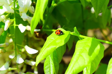 藤の花とてんとう虫