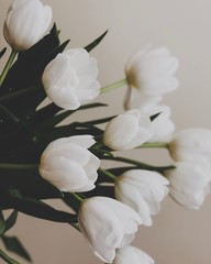 white tulips on white background