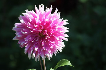 Obraz premium Pretty flower