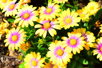 可愛らしいお花