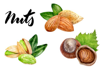 Pistachio almond hazalnut set composition watercolor isolated on white background