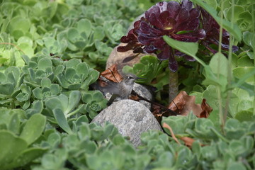 Humming bird