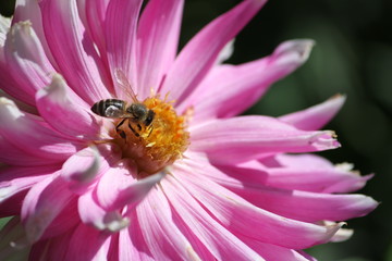 Big gathering pollen on a flower