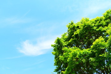 Obraz premium 青空と新緑