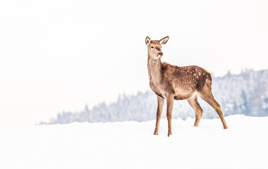 roe deer in winter snow