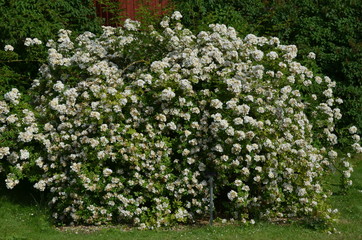 Large green bush with fresh delicate white roses and green leaves in a garden in a sunny summer day, floral background