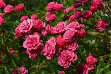 Green bush with fresh delicate pink roses and green leaves in a garden in a sunny summer day, floral background