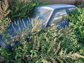 Abandoned car in the forest