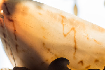 close uo of texture of sea shell background