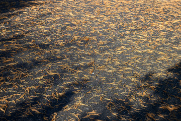 Dürre Nadeln  eines Mamutbaumes auf nassem Asphaltboden, Stans, Nidwalden, Schweiz