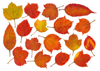 Set of beautiful colorful autumn leaves isolated on white background.