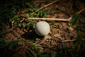 Funghi velenosi in Piemonte