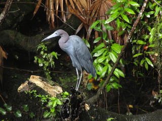Fototapeta premium great blue heron