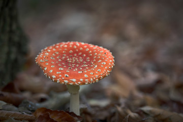 Funghi velenosi in Piemonte