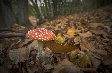 Funghi velenosi in Piemonte