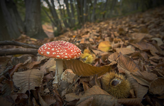 Funghi velenosi in Piemonte