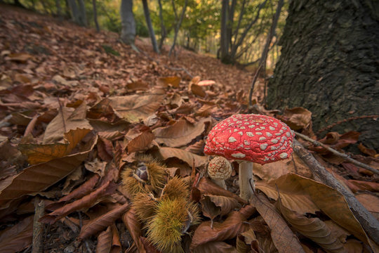 Ovolaccio Bilder Durchsuchen 193 Archivfotos, und