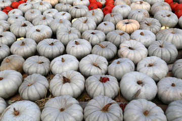 Fresh healthy bio pumpkins on farmer agricultural market at autumn