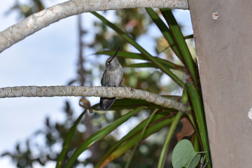 Baby Humingbird