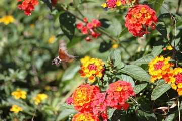 Photography of a hummingbird hawk-moth (scientific name: Macroglossum stellatarum)