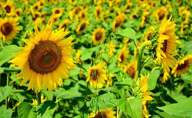 Fototapeta premium sunflower field of sunflowers